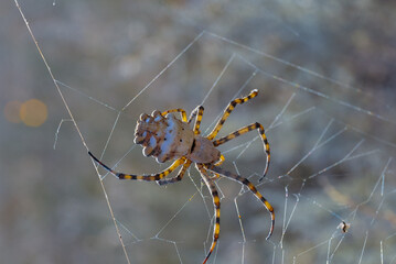 Huge spider (Argiope lobata,  Araneidae), A female spider in a web, eastern Crimea