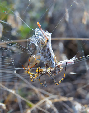 Huge spider (Argiope lobata,  Araneidae), A female spider and her prey in a web, eastern Crimea