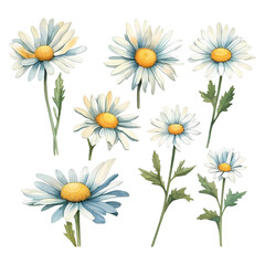Set of watercolor vector white daisies