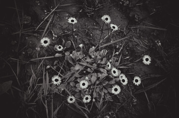 contrast image, white daisies in green grass