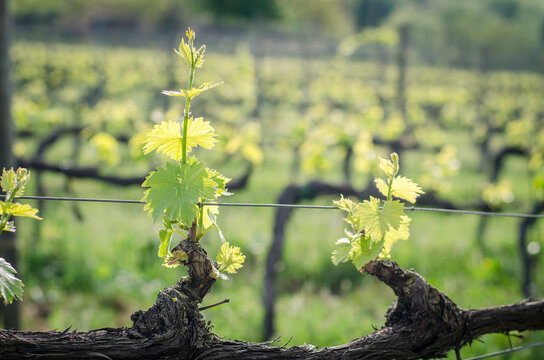 rows of vineyard in spring time