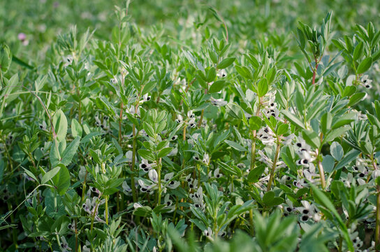 vicia faba plant meadow with white flowers in spring time