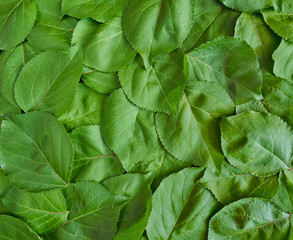 green apricot leaves