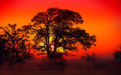 Mysterious dawn with red hues and misty atmosphere