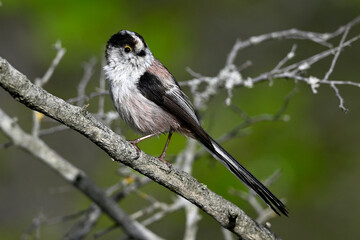 Long-tailed Tit // Schwanzmeise (Aegithalos caudatus) 