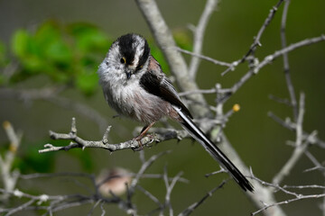 Schwanzmeise // Long-tailed Tit (Aegithalos caudatus)