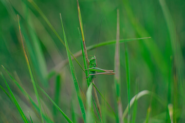 grasshopper on the grass