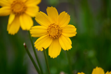 yellow flower