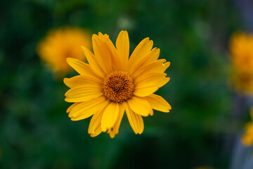 yellow flower
