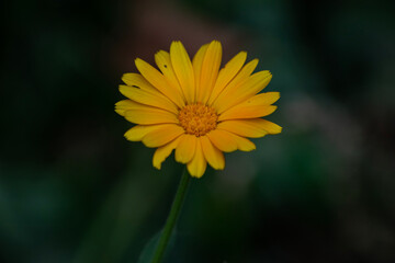 yellow flower