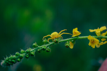 bee on yellow flower