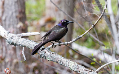 American crow on a branch in forest