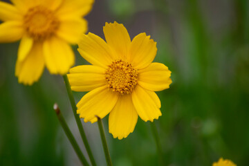 yellow flowers