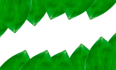 green leaf frame