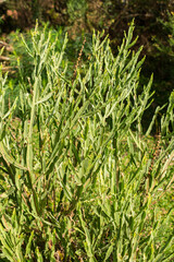Baccharis spp. (Carqueja), native species at the Ronda Municipal Natural Park in Sao Francisco de Paula, South of Brazil