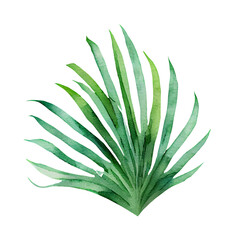 Exotic plants, palm leaves, monstera on an isolated white background, watercolor illustration