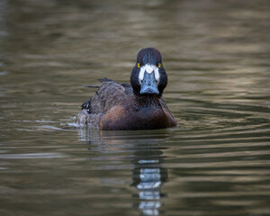 Brown duck swimming looking at camera