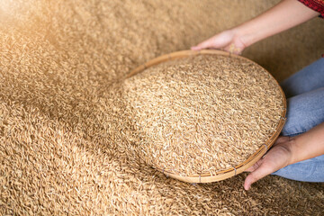  the paddy rice before packing to the sack in next step. This is Thai jasmine rice in Surin Province, Thailand.