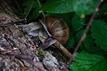 Snail crawling on a tree trunk. Snail in the forest.