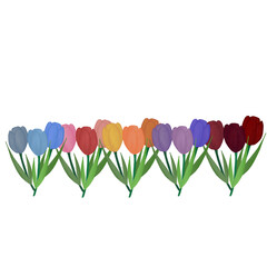 Tulip flower color