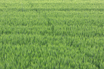 Detail of organic wheat field with green grains in summer time for background use