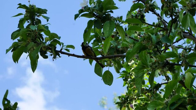 A titmouse on a branch of an apple tree with a worm against a blue sky..
