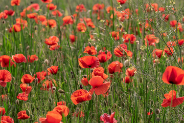 Fototapeta na wymiar Beautiful red poppies blossoming in the green meadow in summer.