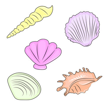 set of seashells on white background