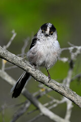 Naklejka premium Schwanzmeise // Long-tailed Tit (Aegithalos caudatus)