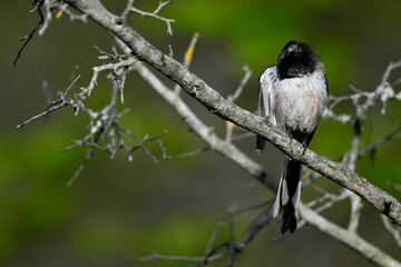 Schwanzmeise // Long-tailed Tit (Aegithalos caudatus)