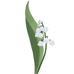 hand drawn flower illustration