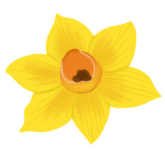 hand drawn flower illustration