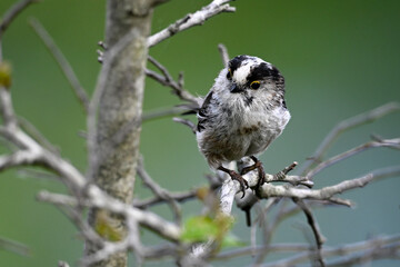Long-tailed Tit // Schwanzmeise (Aegithalos caudatus) 