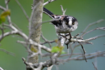Schwanzmeise // Long-tailed Tit (Aegithalos caudatus)