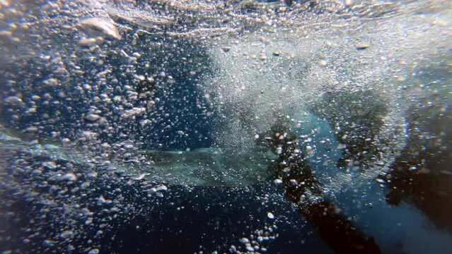 Humpback whales underwater of Pacific Ocean. Giant animal Megaptera Novaeangliae in Tonga Polynesia. Concept of family idyll of whales giant sea animals and underwater megafauna.