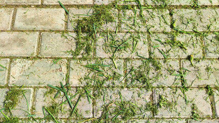 Sidewalk gray old tiles and pieces, scraps of green grass. Background, texture, pattern, frame,...