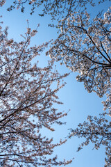 looking up at cherry blossoms