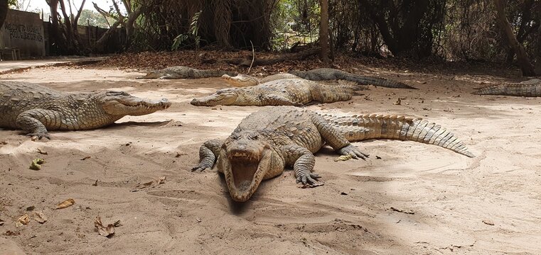 Gambia, Corocodil Pool, Banjul