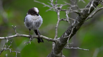 Schwanzmeise // Long-tailed Tit (Aegithalos caudatus)