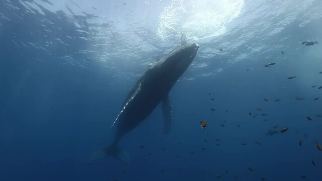 Close-up humpback whale mother and calf underwater in Pacific Ocean. Giant animals Megaptera Novaeangliae huge whales in pure transparent water in Tonga Polynesia