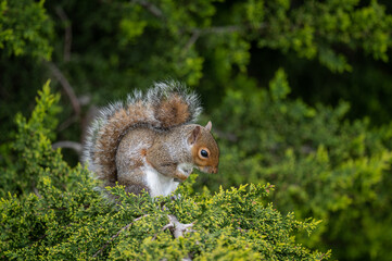 A squirrel sitting in a tree. Squirrel facing right with paws tucked into its chest. Grey Squirrel...