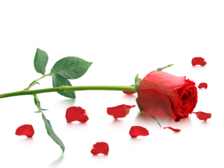 Red roses and rose petals, transparent background