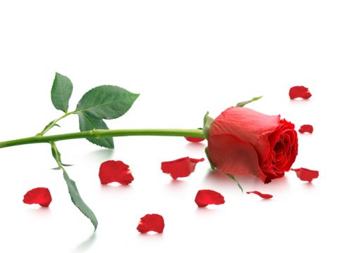 Red roses and rose petals, transparent background - Powered by Adobe
