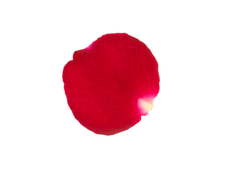 rose petals, transparent background