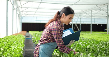 Young Asian woman farmer or owner of organic vegetable farm checking quality of organic lettuce to...