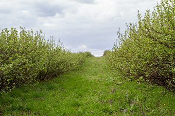 Blackcurrant (Ribes nigrum) growing in a field on a cloudy spring day