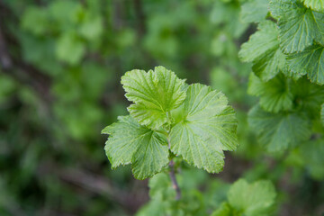 Blackcurrant (Ribes nigrum) growing in a field - close up of leaves in spring