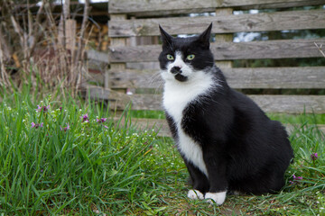 Black and white cat in a garden