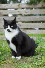 Naklejka na ściany i meble Black and white cat in a garden