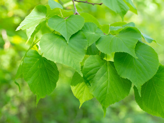 Green foliage of a tree. Young linden leaves close up.